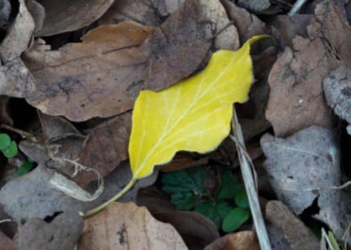 Gelbes Blatt