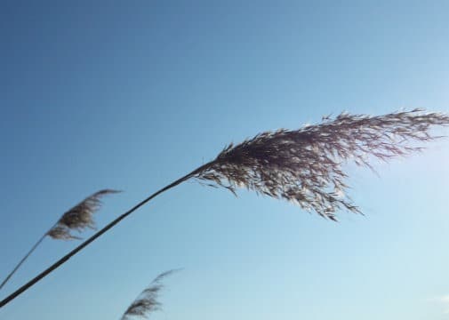 Resilient sein - mit dem Wind stark mitgehen