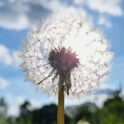 Leben mit Hochsensibilität 1 Coaching Hochsensible und vielbegabte Menschen - zart wie eine Pusteblume